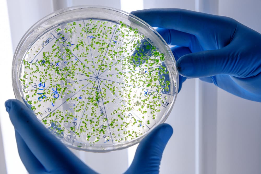Aflatoxinas: A Toxicologia Cancerígena e Silenciosa que Anda à Mesa e nos Potes de Especiarias